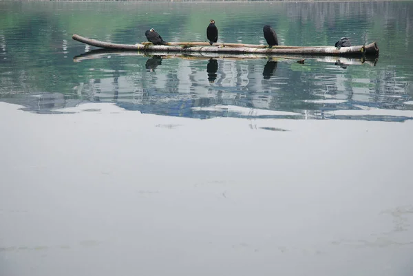 Uccelli Cormorani Sul Fiume Yangshuo Guangxi Cina Semplice Riflesso Barca — Foto Stock
