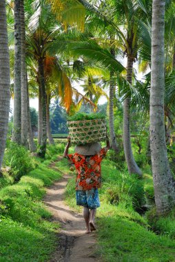 Pirinç tarlası boyunca yürüyen bir adam kafasında konteynır taşıyor. Hindistan cevizi ağacı yolu. Yüksek kalite fotoğraf