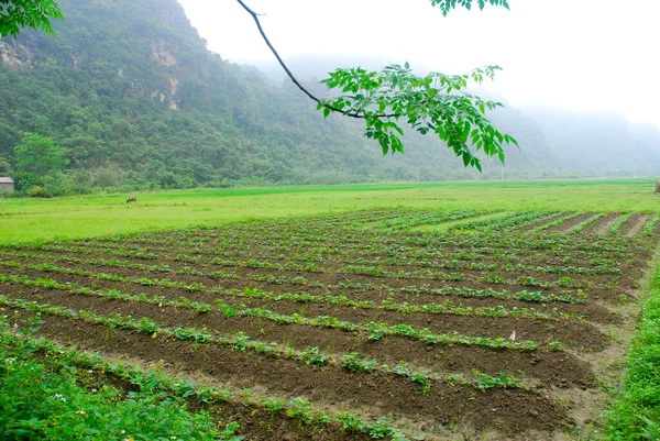 在越南的喀巴岛上 稻田雾蒙蒙 山峦耸立 高质量的照片 — 图库照片