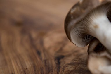 Tahta kaplı arka planda istiridye mantarının yakın görüntüsü. Yüksek kalite fotoğraf. Pleurotus ostreatus, istiridye mantarı, istiridye mantarı veya hiratake, yenebilir bir mantar türüdür..