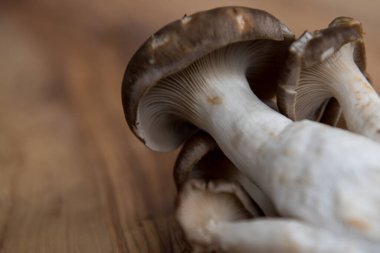 Tahta kaplı arka planda istiridye mantarının yakın görüntüsü. Yüksek kalite fotoğraf. Pleurotus ostreatus, istiridye mantarı, istiridye mantarı veya hiratake, yenebilir bir mantar türüdür..