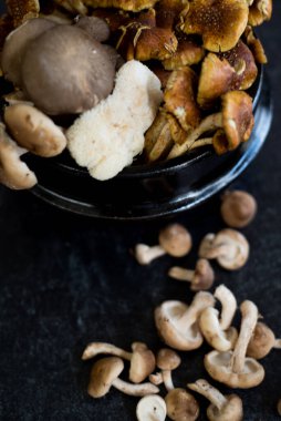 Koyu siyah arka planda aslanlar yelesi, istiridye, tarçın kepi ve şiitake karışımı yabani mantar karışımı. Yüksek kalite fotoğraf. Yenilebilir iyilik..