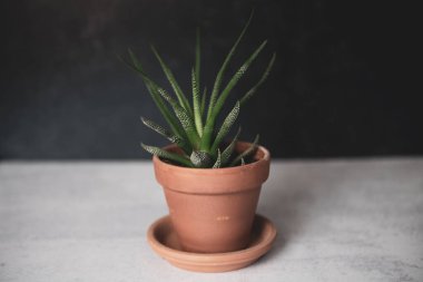 Haworthia zebra planı, karanlık ve beton arka planda, terracotta potunda. Yüksek kalite fotoğraf