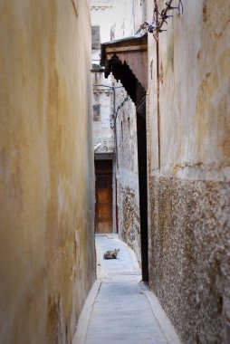 View down narrow street with cat in Fez, Morocco Africa. High quality photo
