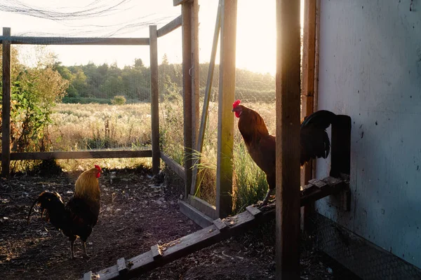 Sunrise Lavender Farm Sequim Washington Blue Chicken Coop High Quality — Photo