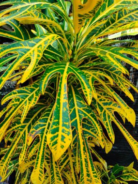 Süslü bitkileri temizleyen bir melek. 