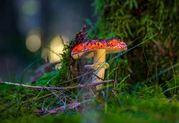 fly agaric red in the forest among the moss at sunset