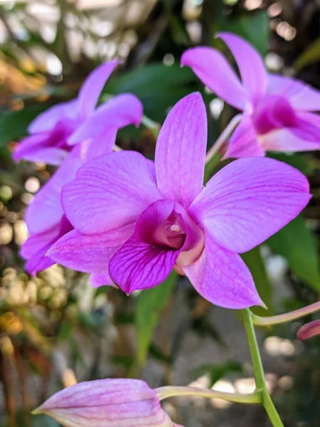 Красива Рожева Квітка Орхідеї Саду — стокове фото