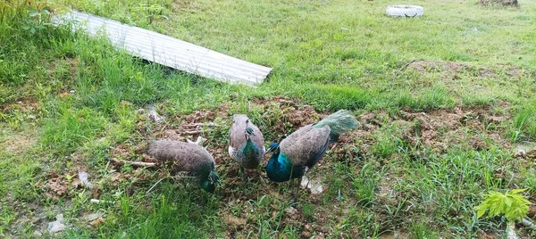 Påfåglar Chattar Medan Äter Frukost Gården Morse — Stockfoto