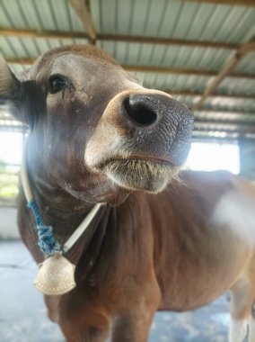 Bu sabah çiftlikte şık bir inek.