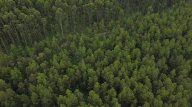 Dağların insansız hava aracı ile yeşil ağaçlar ve dağı geçen yollar.