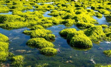 SAHİL KUŞAĞI SÜRÜN GÜNEŞLERİNDE SEVGİLMEK KALARI
