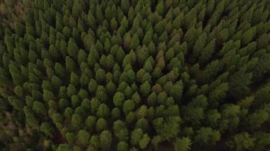 Kuzey İspanya Dağları 'nda Yeşil Ağaçlı Orman