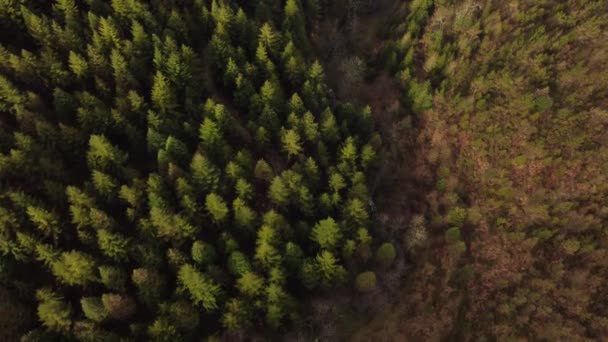 Forêt Avec Des Arbres Verts Dans Les Montagnes Nord Espagne — Video