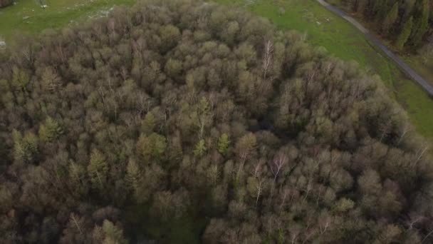 Forêt Avec Des Arbres Verts Dans Les Montagnes Nord Espagne — Video