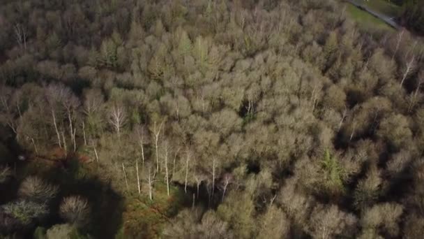Forêt Avec Des Arbres Verts Dans Les Montagnes Nord Espagne — Video