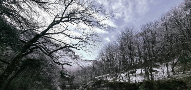 Karla kaplı ağaçlarla ve ıslak yollarla dolu bir orman.