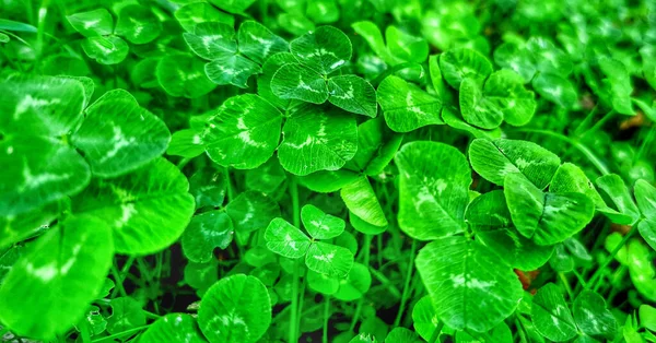 GARDEN 'DA YEŞİL Ağaç Planlama