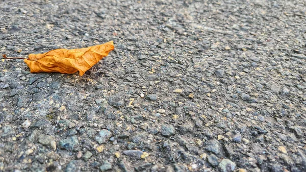 Yellow Dry Leaf Fallen Tree Roadside — Stock Photo, Image