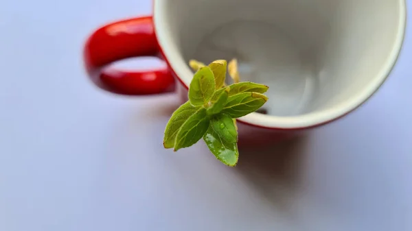 BREAKFAST MUG GREEN PLANT İÇİN GİZLİ GİRİŞ