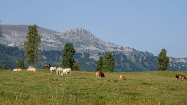 İnekler tarlada otlarken, dağ arka planda.