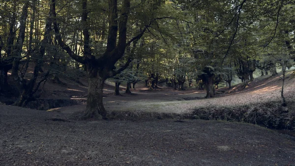 Solitary beech forest in northern Spain