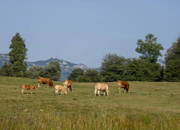 Cows Pasturing Field Mountain Background — Φωτογραφία Αρχείου