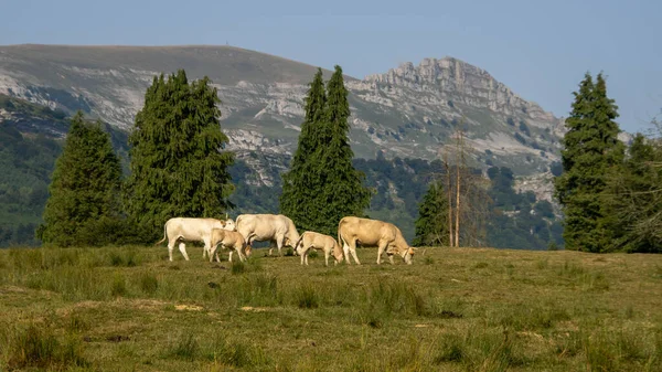 Vaches Pâturant Dans Champ Avec Montagne Arrière Plan — Photo