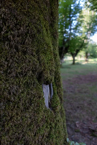 beech trunk in foreground with forest tree in background