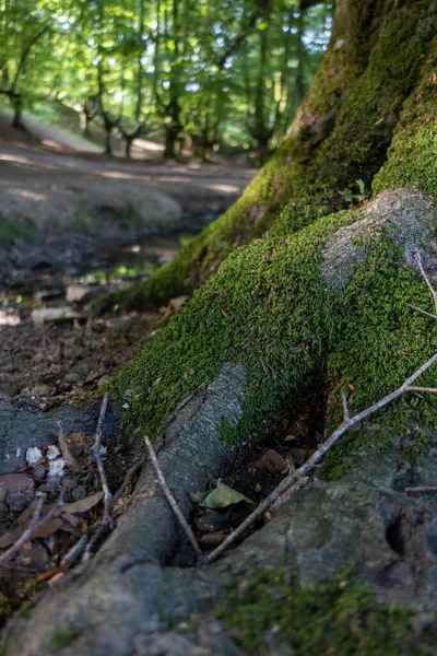 Ancient beech roots in solitary forest in northern Spain with river crossing.
