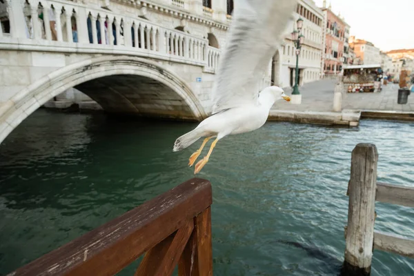 Blurred seagull flying over lagoon in Venice — Stock Photo