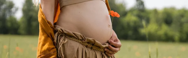 Обрізаний вид вагітної жінки, що тримає мак у полі, банер — стокове фото