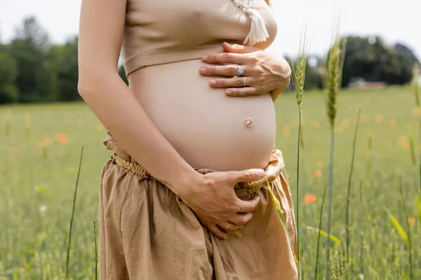 Обрізаний вид вагітної жінки, яка торкається живота біля розмитих колосків у полі — стокове фото