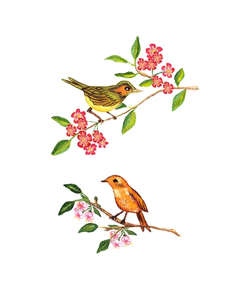 Набор ярких птиц на цветущей вишневой ветке, цветы яблони, рисунок акварелью, выделенный на белом фоне — стоковое фото