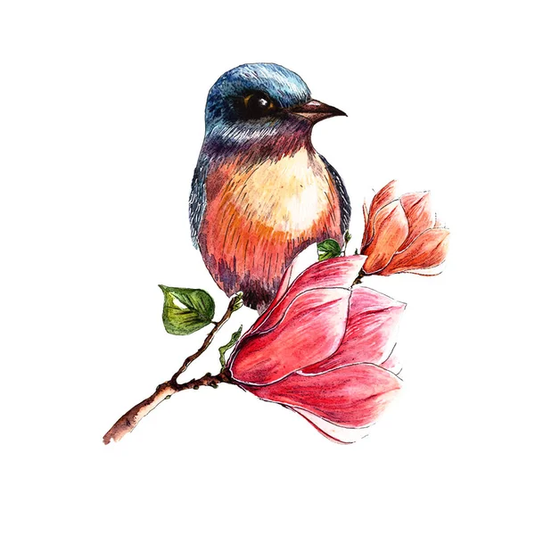 Luminoso uccello su ramo di magnolia in fiore, illustrazione ad acquerello disegnata a mano, fiori di magnolia, isolato su sfondo bianco — Foto Stock