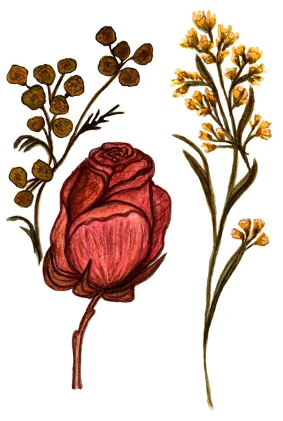 Boho αποξηραμένο τριαντάφυλλο, ξηρά φυτά, φθινοπωρινό μπουκέτο, απομονωμένο σε λευκό φόντο, για κάρτα, γάμο, προσκλήσεις — Φωτογραφία Αρχείου