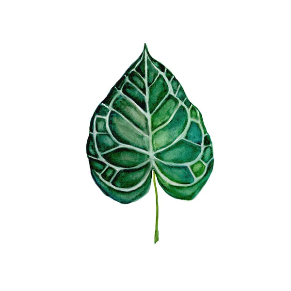 Watercolor Botanical Illustration Grean Leaf Plant Isolated White Bakcground — Stock Photo, Image