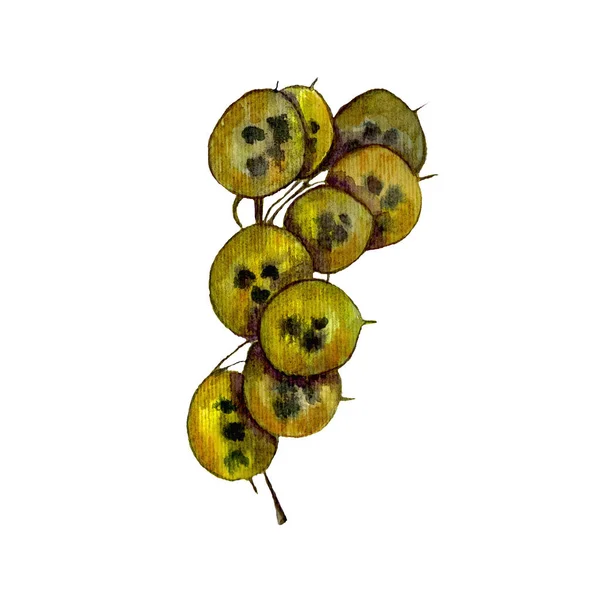 Vodní Barva Ilustrační Větev Suché Rostliny Izolované Bílém Pozadí — Stock fotografie