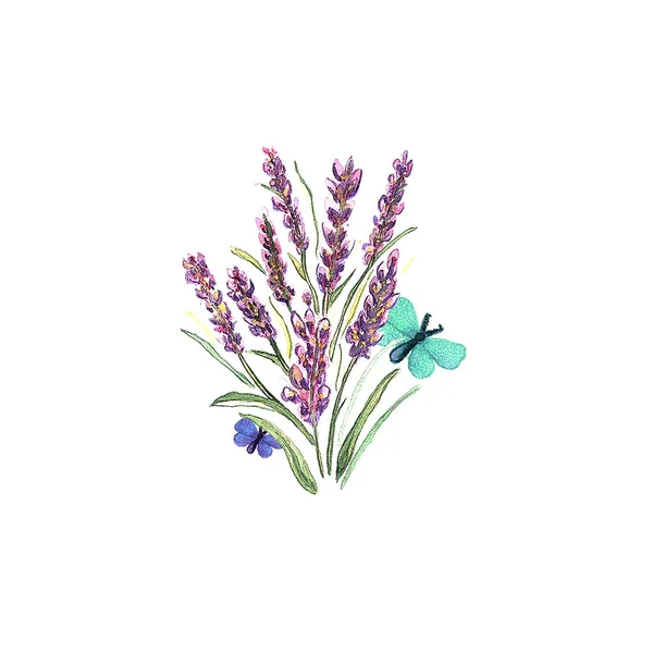 Hand Drawn Watercolor Illustration Lavender Flowers Buterfly Isolated White Background — Stock Photo, Image