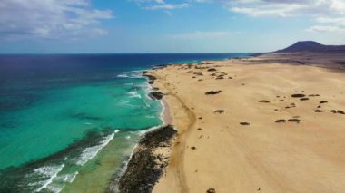 Corralejo Park, Fuerteventura, Kanarya Adaları 'ndaki kumsal manzarası. Corralejo Sahili (Grandes Playas de Corralejo) Fuerteventura, Kanarya Adaları, İspanya. Güzel turkuaz su ve beyaz kum.