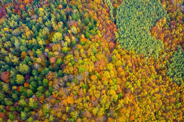 Vista Aérea Del Dron Sobre Bosque Otoño Árboles Coloridos Bosque —  Fotos de Stock