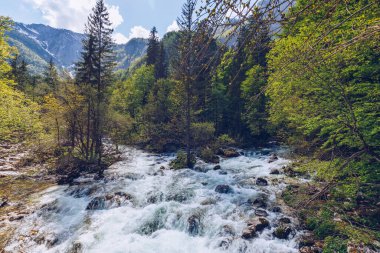 Savica şelalesinden gelen soğuk dağ deresi, Bohinj Gölü yakınlarındaki Sava nehri, Slovenya Alpleri, Slovenya. Sava Bohinjka Slovenya 'nın kuzeybatısındaki Sava Nehri' nin bir akarsudur..