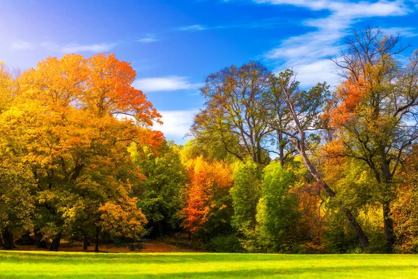 Scène Automne Automne Arbres Rouges Jaunes Feuilles Lumière Soleil Beau — Photo