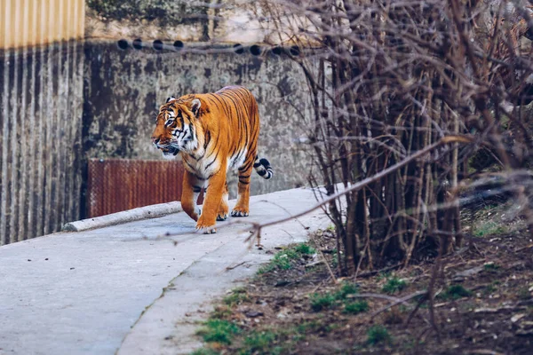 Harimau Sumatera Panthera Tigris Sumatrae Kebun Binatang Praha Tiger Kebun — Stok Foto