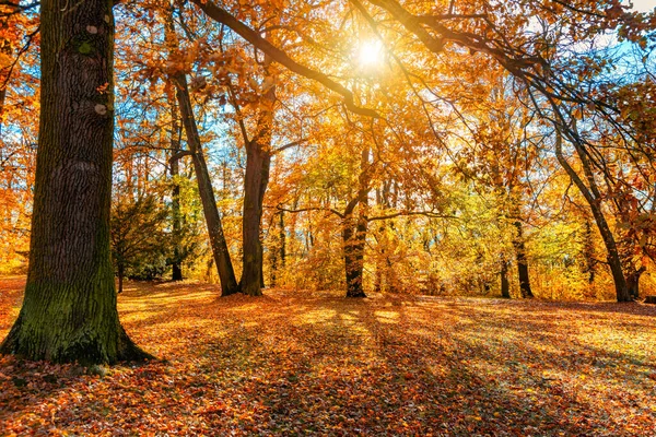 Sonbahar sahnesi, sonbahar, kırmızı ve sarı ağaçlar ve güneş ışığında yapraklar. Sarı ağaçlar ve güneşli güzel sonbahar manzarası. Parkta renkli yapraklar, düşen yapraklar doğal arkaplan
