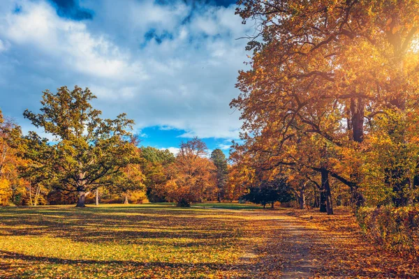 Podzimní Scéna Podzim Červené Žluté Stromy Listy Slunečním Světle Krásná — Stock fotografie