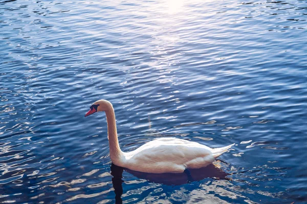 Mute Swan Cygnus Olor Gliding River Sunset Amazing Sunset Scene — Fotografia de Stock