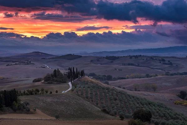 Hills Olive Gardens Small Vineyard Rays Morning Sun Italy Tuscany — Stock Fotó