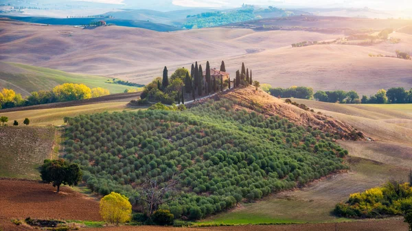 Hills Olive Gardens Small Vineyard Rays Morning Sun Italy Tuscany — Stockfoto