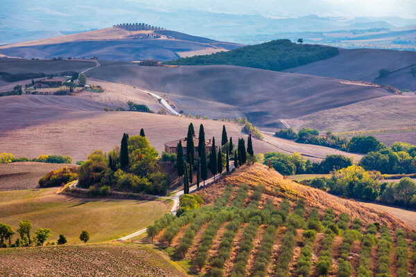 Hills, olive gardens and small vineyard under rays of morning sun, Italy, Tuscany. Famous Tuscany landscape with curved road and cypress, Italy, Europe